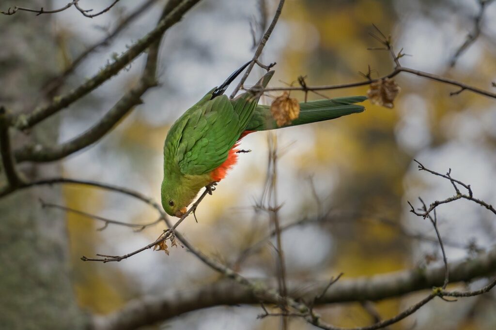 australian king parrot, parrot, bird-7256029.jpg