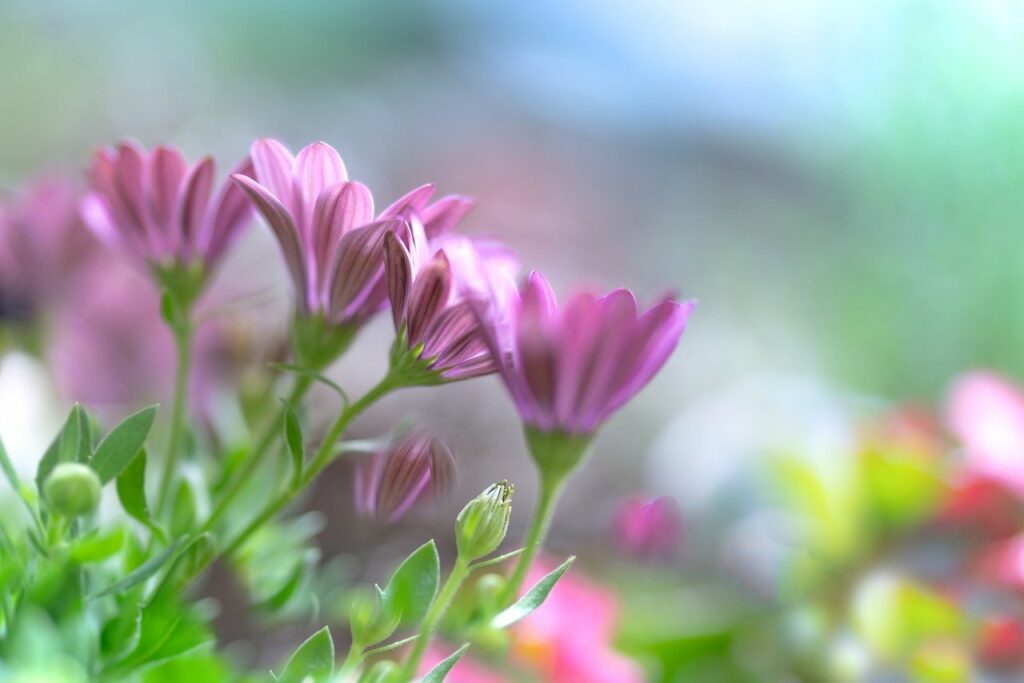 daisies, pink flowers, flowers-7245489.jpg