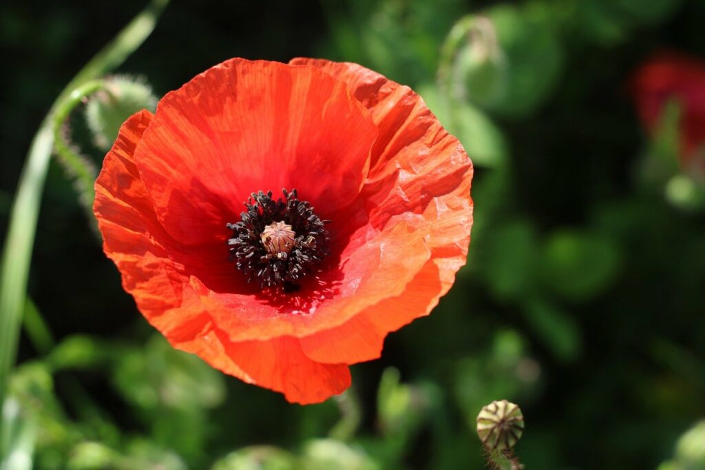 poppy, red flower, red poppy-7260568.jpg