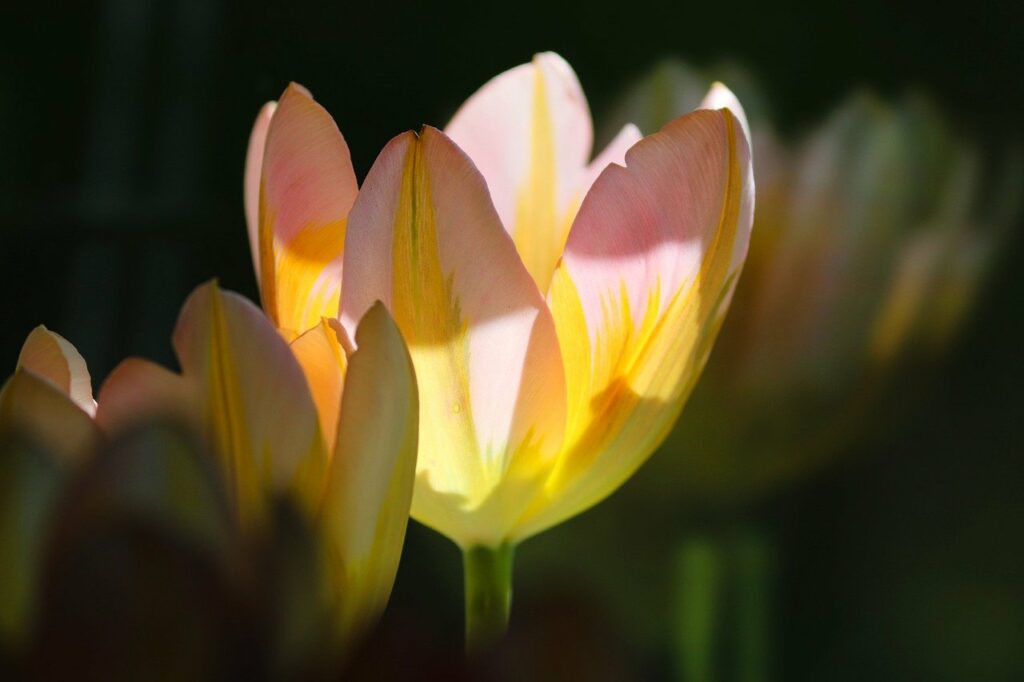 tulips, yellow tulips, flower-7245691.jpg