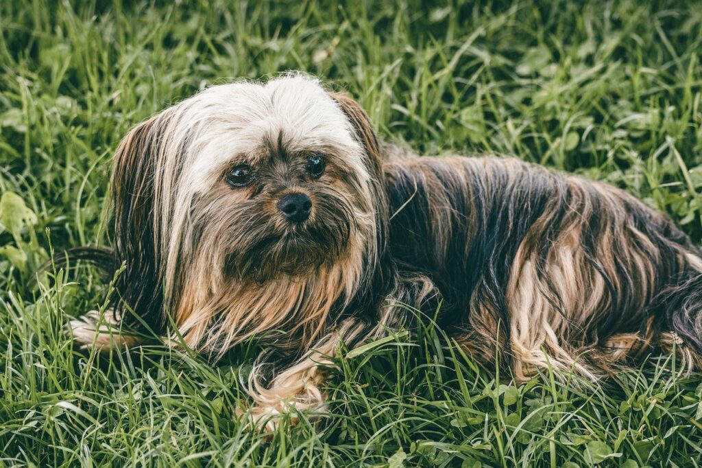 yorkshire terrier, yorkie, grass-7258637.jpg